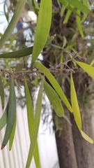 Acacia