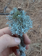 Pseudevernia furfuracea