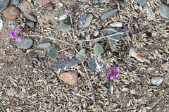 Gueldenstaedtia monophylla