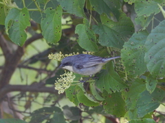Microspingus cinereus