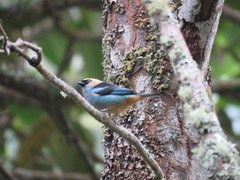 Tangara labradorides
