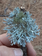 Pseudevernia furfuracea