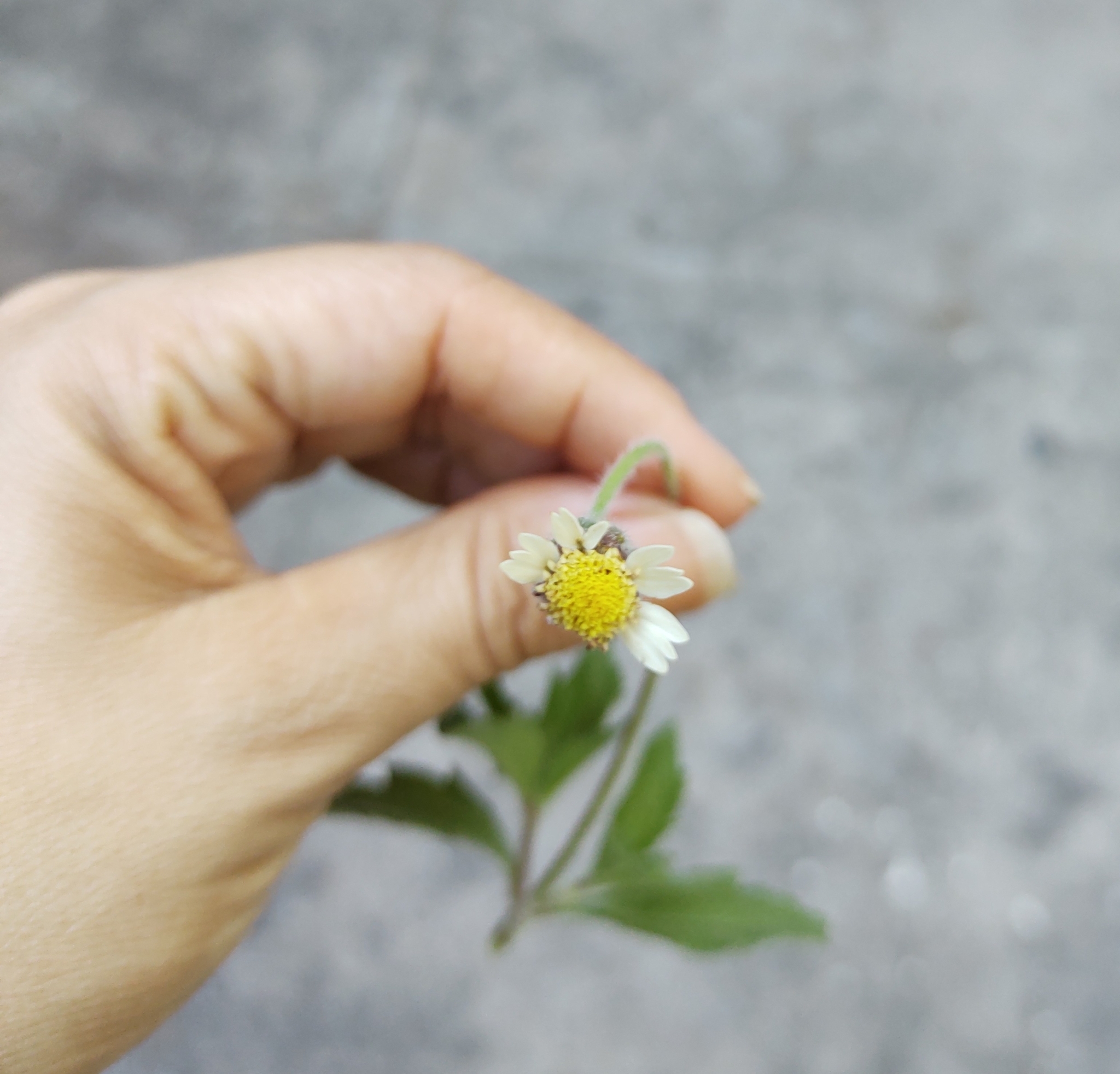 Tridax procumbens