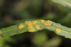 Puccinia lagenophorae