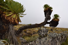 Dendrosenecio keniodendron