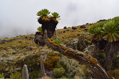 Dendrosenecio keniodendron