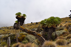 Dendrosenecio keniodendron
