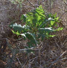 Sonchus pinnatifidus