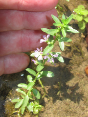Lythrum ovalifolium