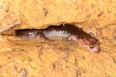 Desmognathus imitator