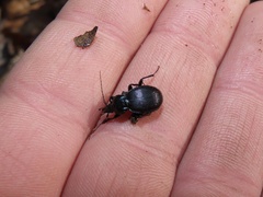 Sphaeroderus stenostomus stenostomus