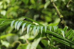 Cypherotylus tigrinus