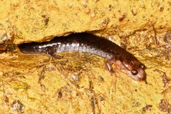 Desmognathus imitator