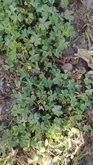 Oxalis corniculata