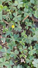 Oxalis corniculata