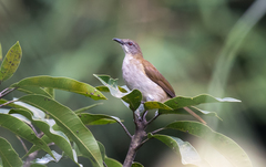Slender-Billed Greenbul photo 2