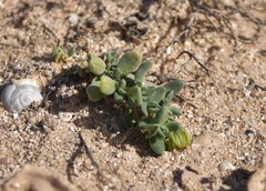 Helianthemum canariense