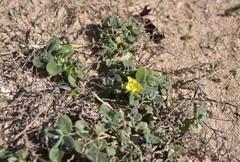 Helianthemum canariense