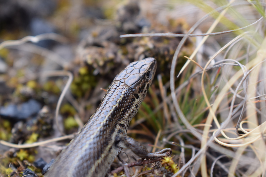 Alpine Meadow Lizard