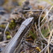 Alpine Meadow Lizard - Photo (c) Pádraic Flood, some rights reserved (CC BY-NC-SA), uploaded by Pádraic Flood