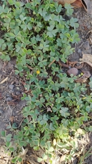 Oxalis corniculata
