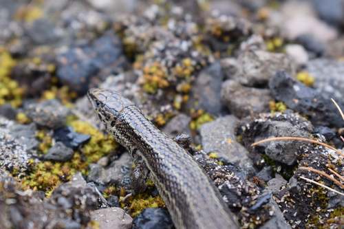 Alpine Meadow Lizard | Native Nature