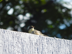 Microspingus cinereus