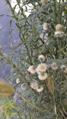 Erigeron bonariensis