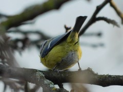 Cyanistes caeruleus