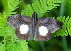 Theagenes albiplaga