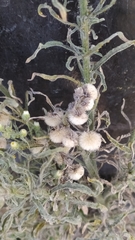 Erigeron bonariensis