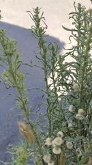 Erigeron bonariensis