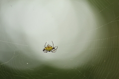 Micrathena digitata