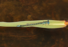 Austroagrion exclamationis