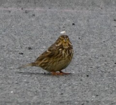 Emberiza calandra