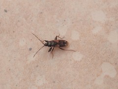 Eremocoris fenestratus