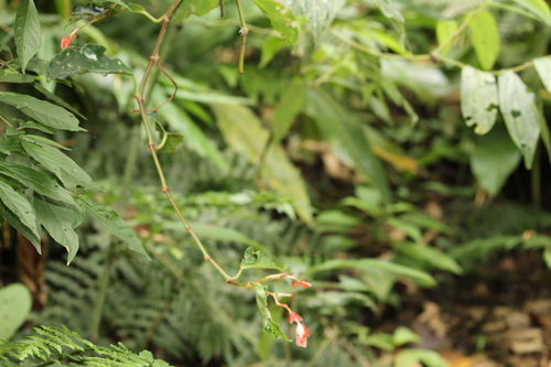 Image of Begonia radicans by no rights reserved