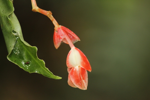 Image of Begonia radicans by no rights reserved
