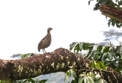 Pternistis bicalcaratus