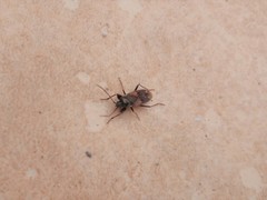 Eremocoris fenestratus