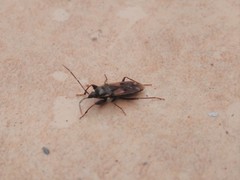 Eremocoris fenestratus