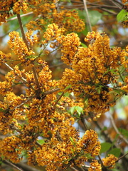 Platymiscium pinnatum