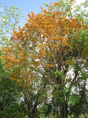 Platymiscium pinnatum