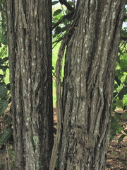 Platymiscium pinnatum