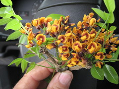 Platymiscium pinnatum