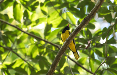 Oriolus brachyrynchus