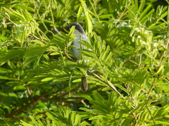 Microspingus cinereus