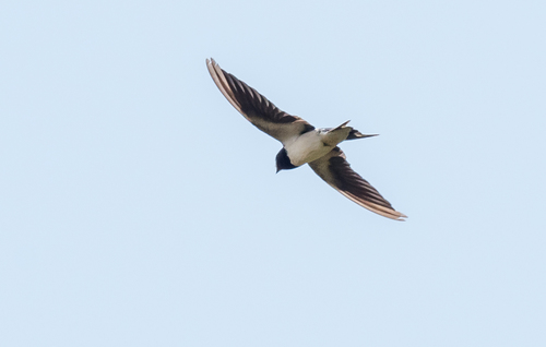 Red-chested Swallow