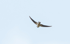 Hirundo lucida