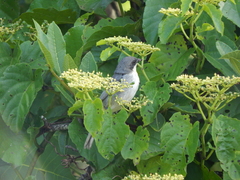 Microspingus cinereus